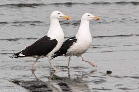Larus marinus