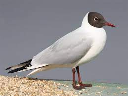 Larus ridibundus