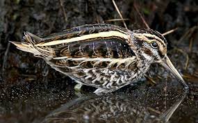 Lymnocryptes minimus 