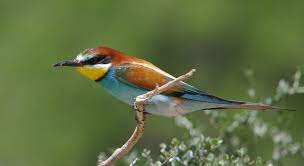 Merops apiaster