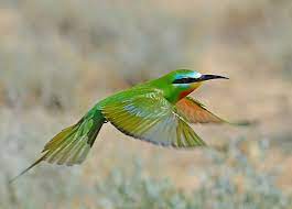 Merops superciliosus