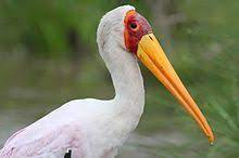 Mycteria ibis