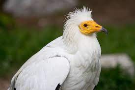 Neophron percnopterus