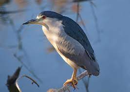 Nycticorax nycticorax 