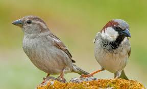 Passer domesticus 