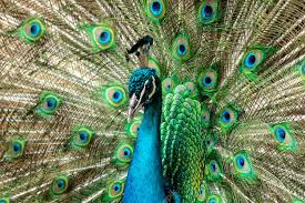 Pavo cristatus