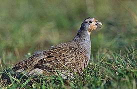 Perdix perdix