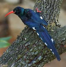 Phoeniculus  purpureus  