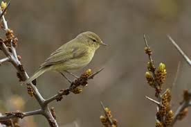 Phylloscopus collybita 
