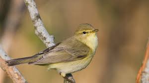 Phylloscopus trochilus 
