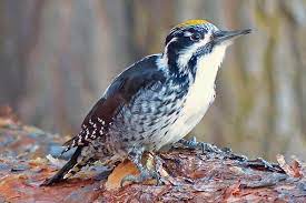 Picoides tridactylus