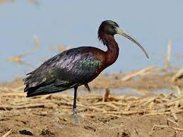 Plegadis falcinellus