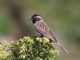 Prunella atrogularis 