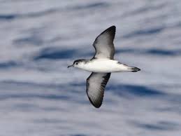 Puffinus baroli