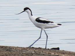 Recurvirostra avosetta 