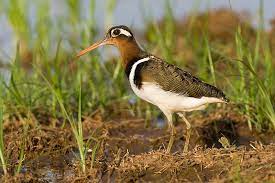 Rostratula benghalensis