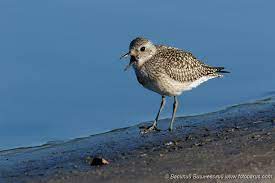 Squatarola squatarola