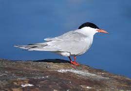 Sterna hirundo