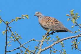 Streptopelia turtur