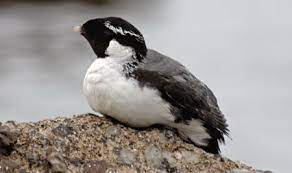 Synthliboramphus antiquus