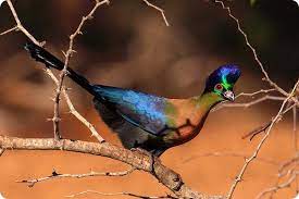 Tauraco porphyreolophus