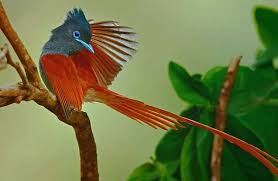 Terpsiphone paradisi 