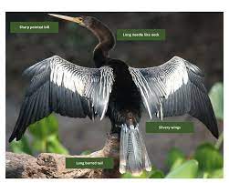 Anhinga
