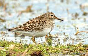Calidris melanotos