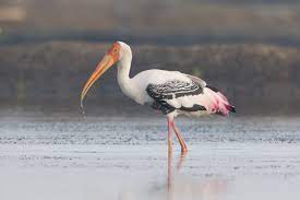 Mycteria leucocephala   