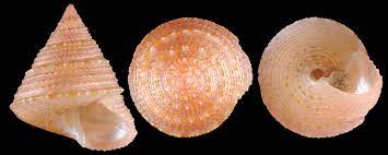 Calliostoma