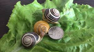 Cepaea hortensis 