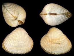  Cerastoderma edule