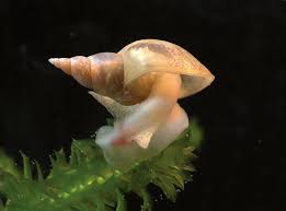 Lymnaea