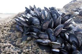 Mytilus edulis