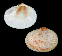  Papyridea soleniformis 