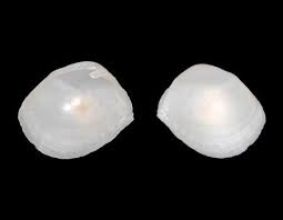 Periploma margaritaceum