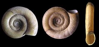 Planorbis
