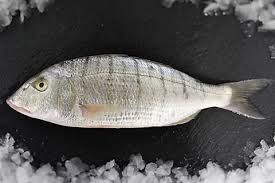 Карась морской