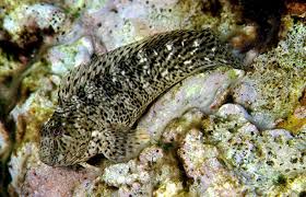 Морска́я соба́чка