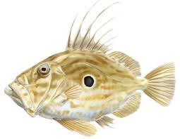 Со́лнечник