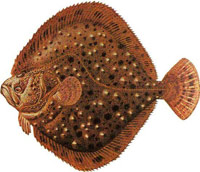 Ка́мбала-калка́н