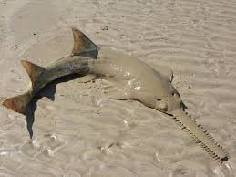 Пила́-ры́ба