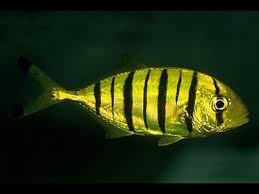 Ры́ба-ло́цман