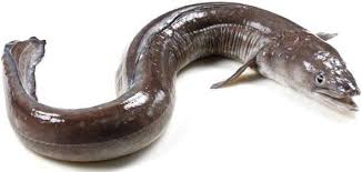 Угорь морско́й