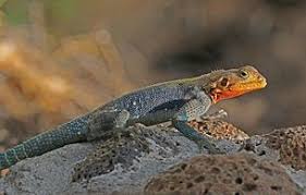 Agama sp.