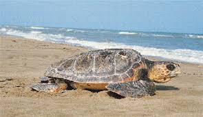 Caretta caretta