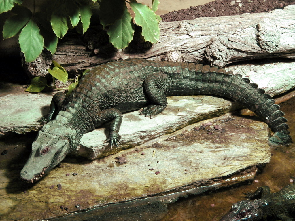 Caiman sp.