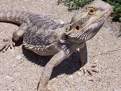 Pogona vitticeps