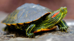 Trachemys scripta