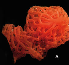 Клатрина красная